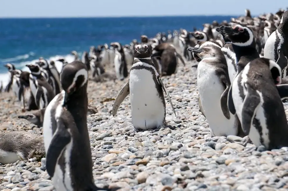 el-pedral-experiences-penguin-watching-day-under-sun.webp