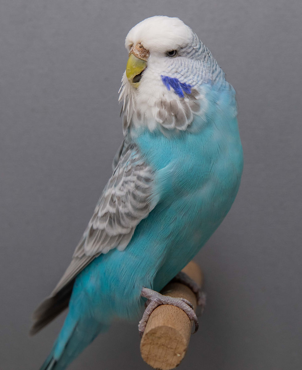 Heidi
