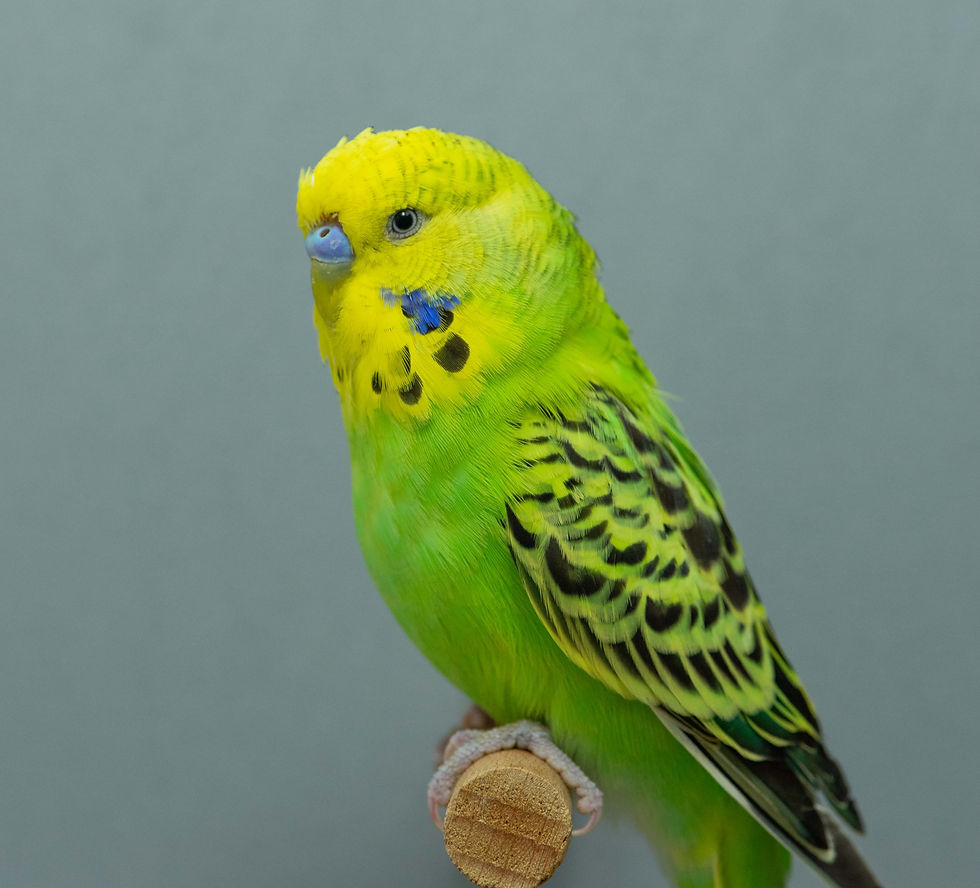 GW8_4817 Hahn