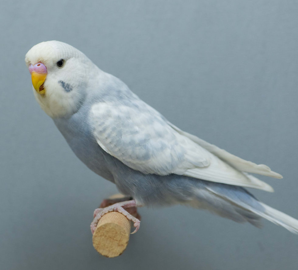 GW8_4829 Hanne