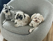 Britt's dogs