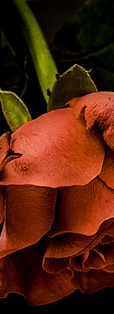 wilted flower signifying depression