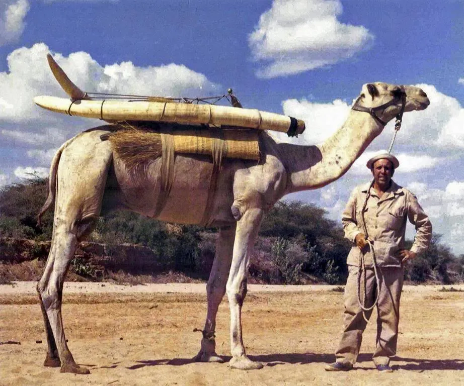  Sam Pancotto with Camel