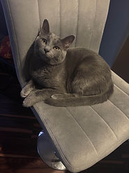 deokitty2.jpg