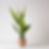 Snake Plant