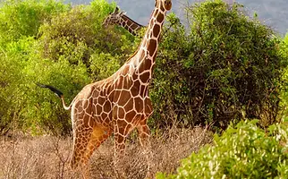 safari2.webp
