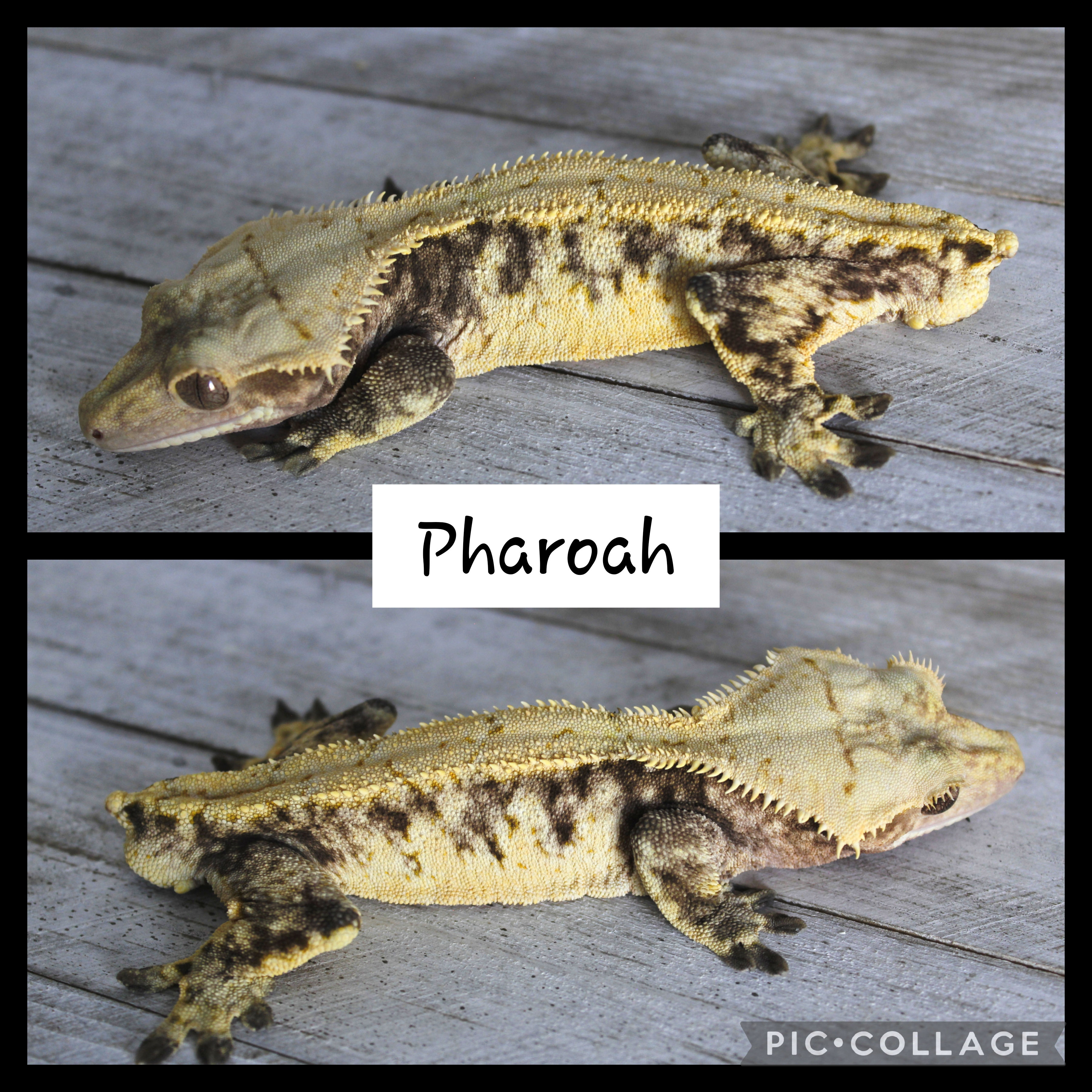 Pharoah