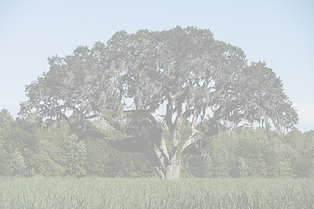 Oak%20tree%20in%20a%20sugar%20cane%20fie