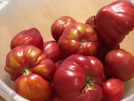 A bumper harvest of fresh wonky tomatoes
