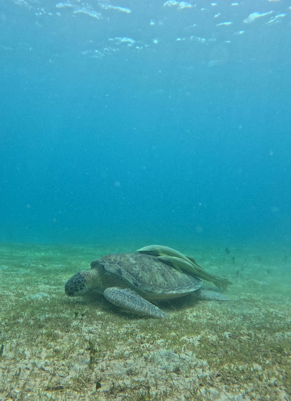 Tortue marine broutant l'herbier sur un fond sableux, rémoras sur la carapace