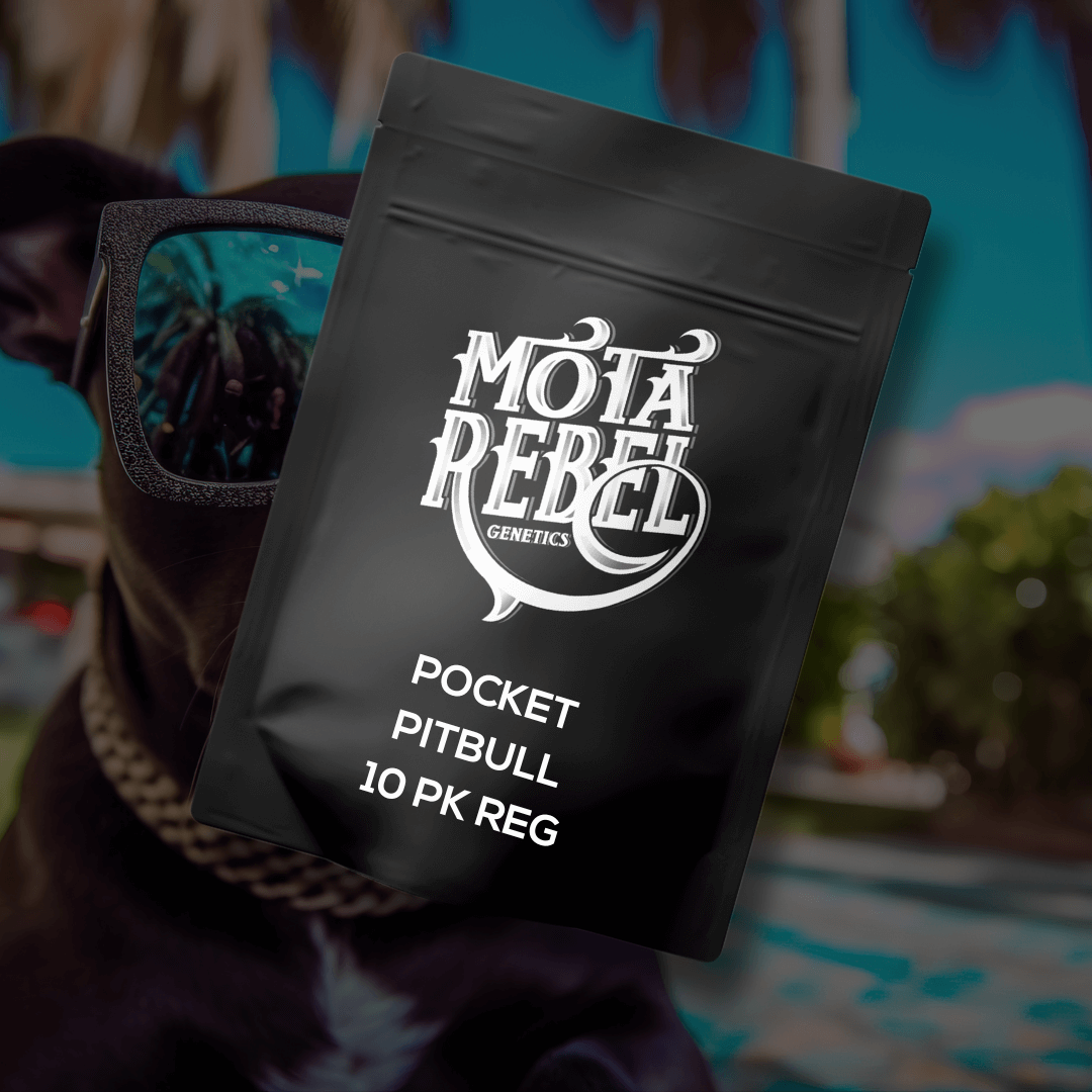 POCKET PITBULL (Bay Area 51 x Chem D/Stardawg)