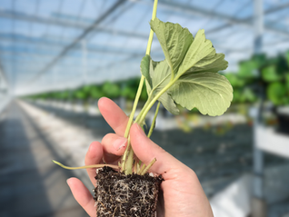 Mastering Clean Starts: Best Practices for Introducing Pest-Free Strawberry Plants 