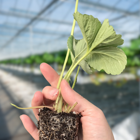 Mastering Clean Starts: Best Practices for Introducing Pest-Free Strawberry Plants 