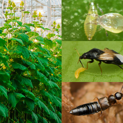 Biocontrol vs. Resident Thrips: A Smarter IPM Strategy for Greenhouse Cucumbers