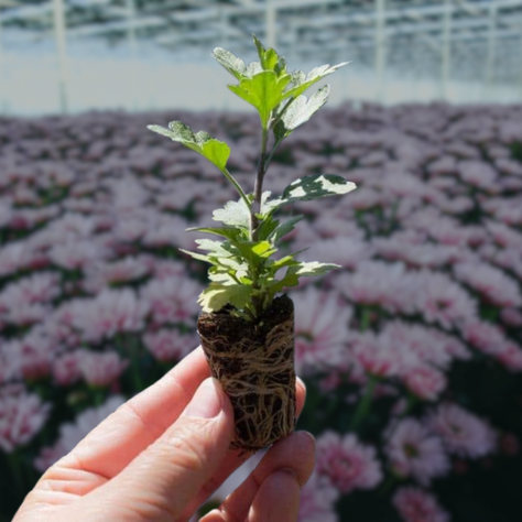 Ditch the Thrips: Optimize Preventative Dipping for Lower Costs & Healthier Plants