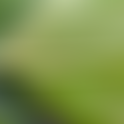 Why Aphidius colemani Underperforms in Late Summer — and How to Improve Aphid Control in Greenhouse Peppers