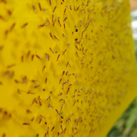 Thrips Trouble in Ornamentals? What’s Working Right Now in Biological Control