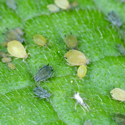 Why Aphidius colemani Alone Isn’t Enough: Managing Cotton Melon Aphids in Hot Weather 