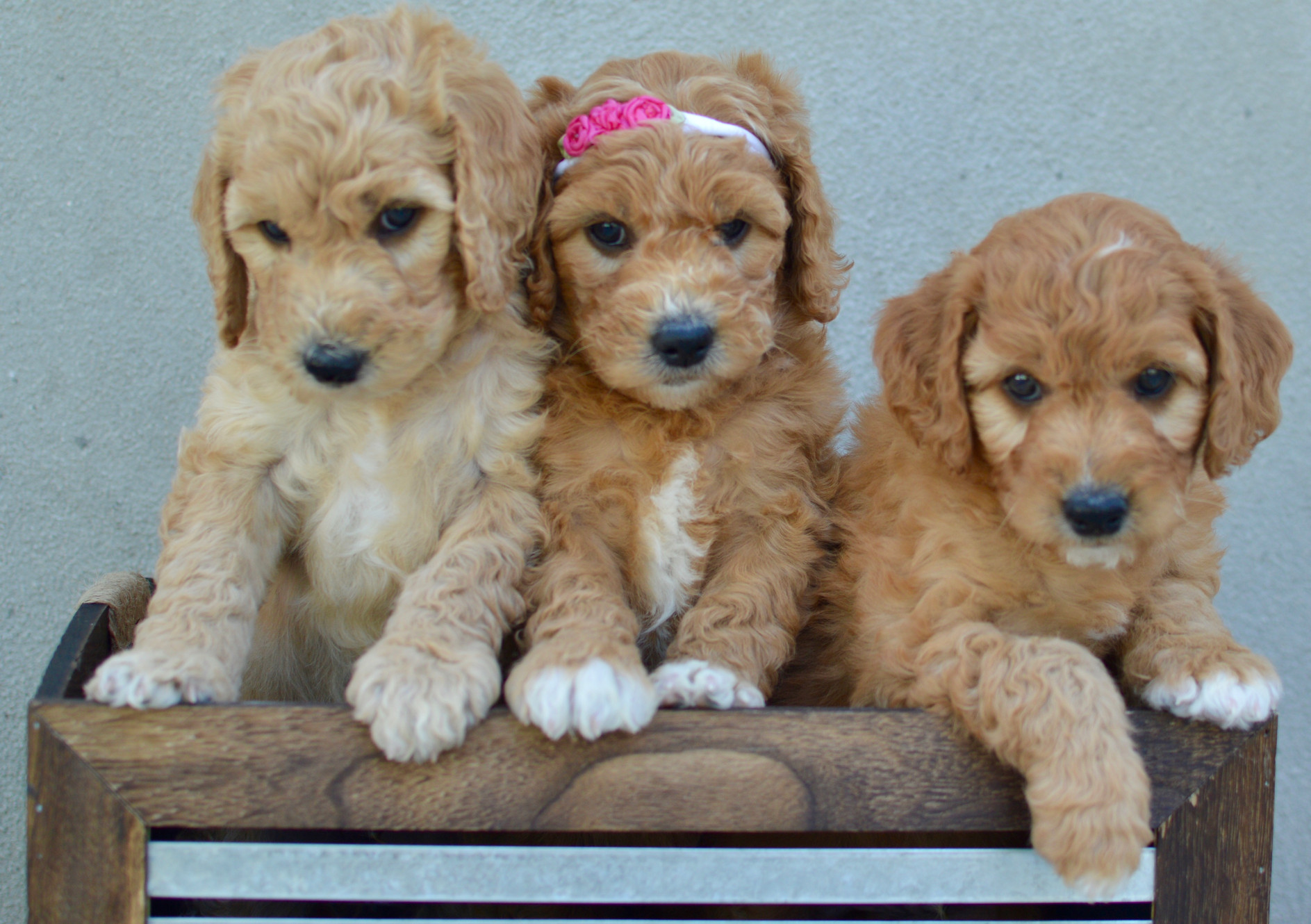 Poodle Crossbreed Puppies Saratoga Springs UT Dapper Doodles Pups
