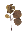 Blatt 7