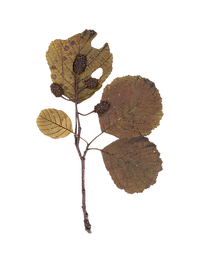 Dry Leaf