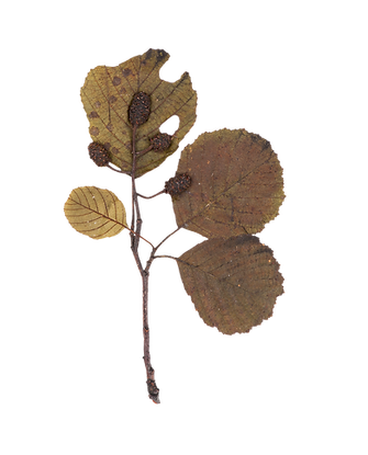 feuille 7