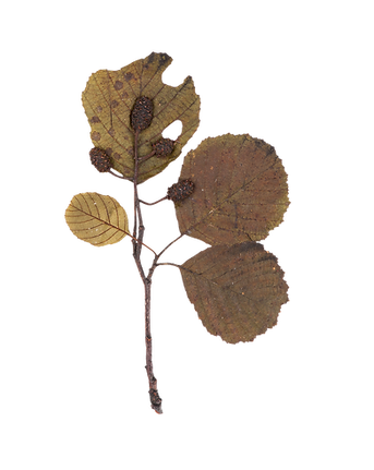 Dry Leaf