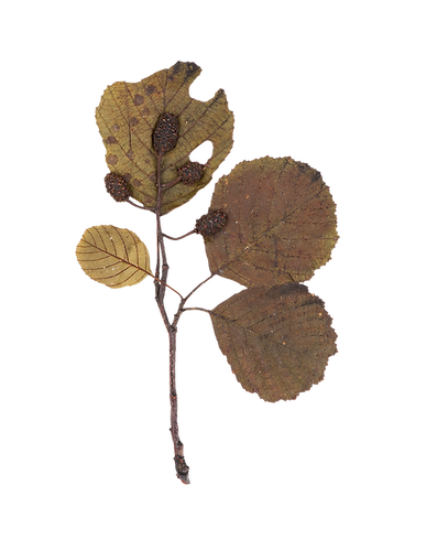 Dry Leaf