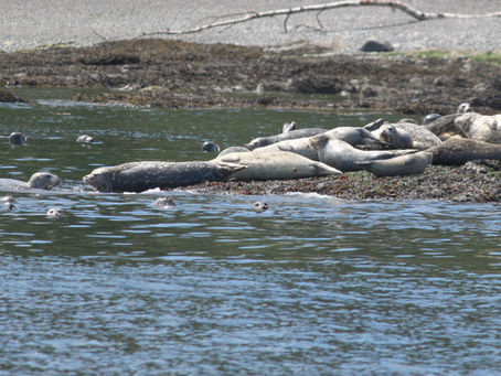 Baby Seal Pups and Whales!