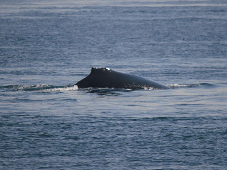 Two whale species!