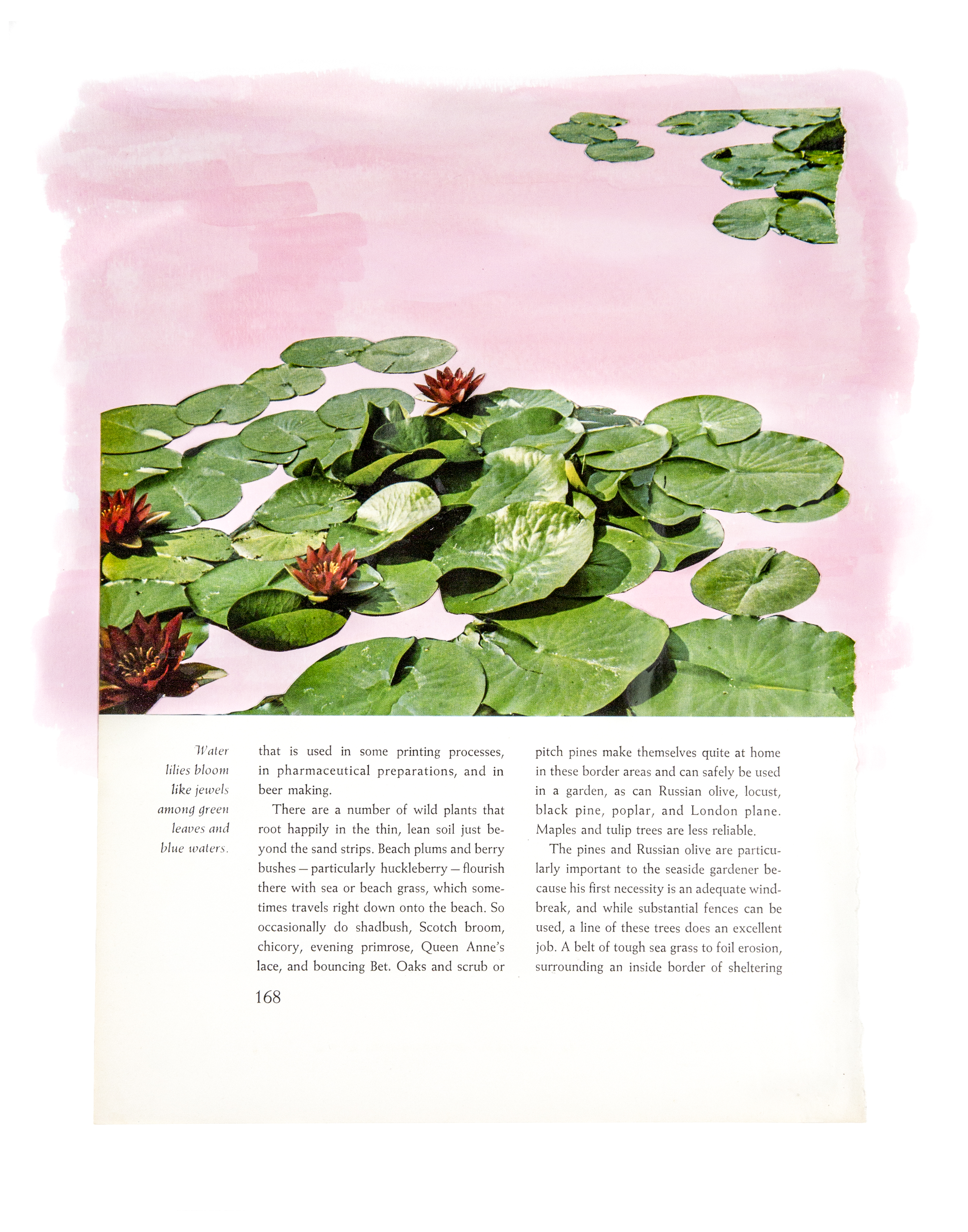 Pink.jpg