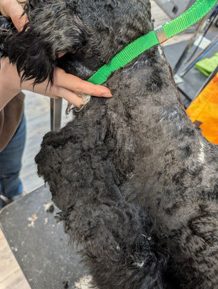 The Pets of Hairy Styles Pet Salon 