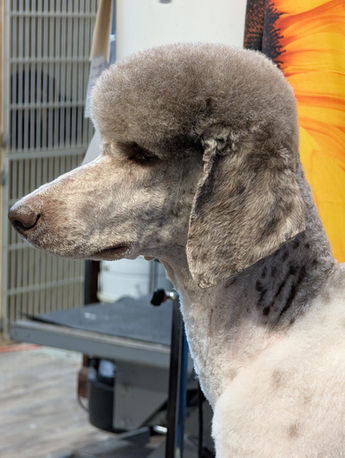 The Pets of Hairy Styles Pet Salon 