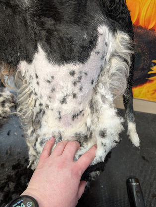 The Pets of Hairy Styles Pet Salon 