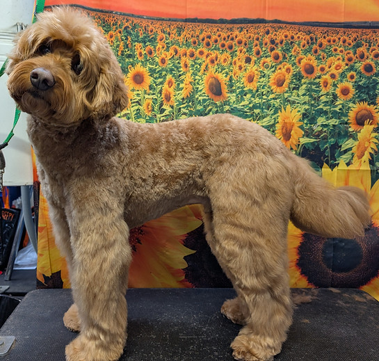 A fresh groom from Hairy Styles Pet Salon groomer Amanda, for a beautiful dog!