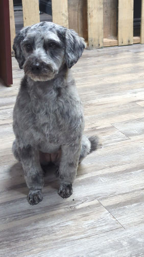 The Pets of Hairy Styles Pet Salon 