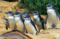 phillip island accommodation, phillip island accommodation rental, accommodation on phillip island, phillip island experience, 002