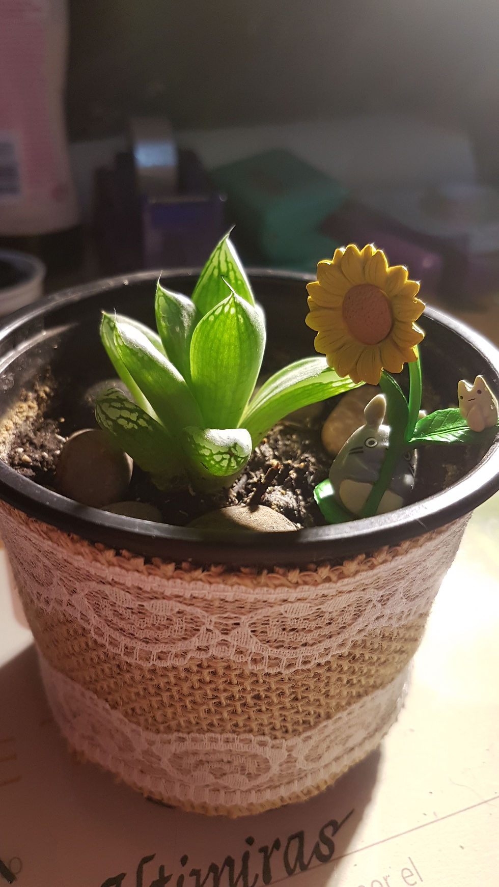 cactus_17_a