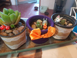 cactus_varios5