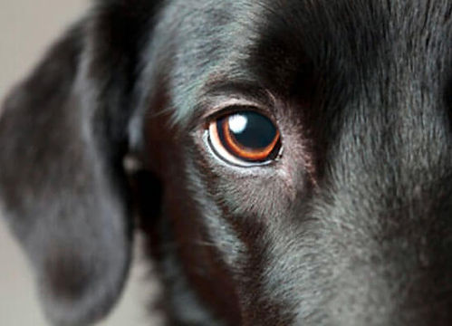 Sapevi che il cane non vede esattamente in bianco e nero?