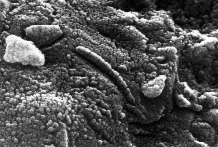 marsfossil.gif