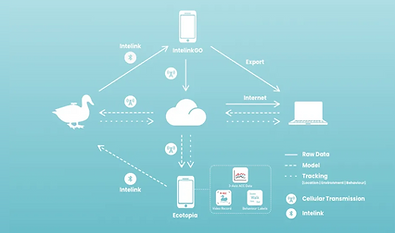 Intelink GOの図.png