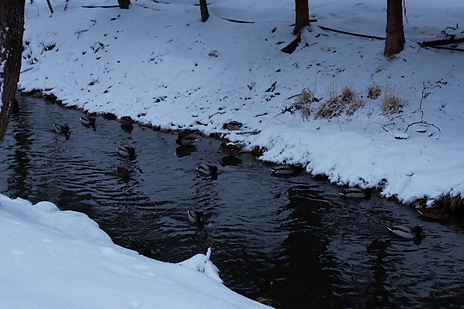 IMG_7965_1.png
