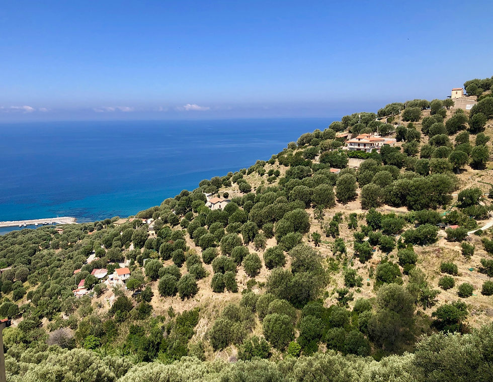 the olive covered hills near Pisciotta in Cilento