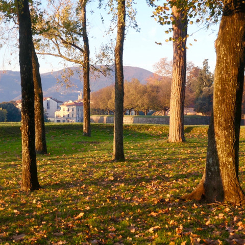 the Lucca walls in the autumn