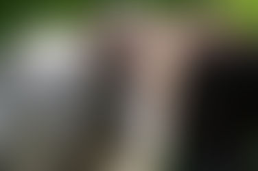 Rasseportrait: Islandpferd