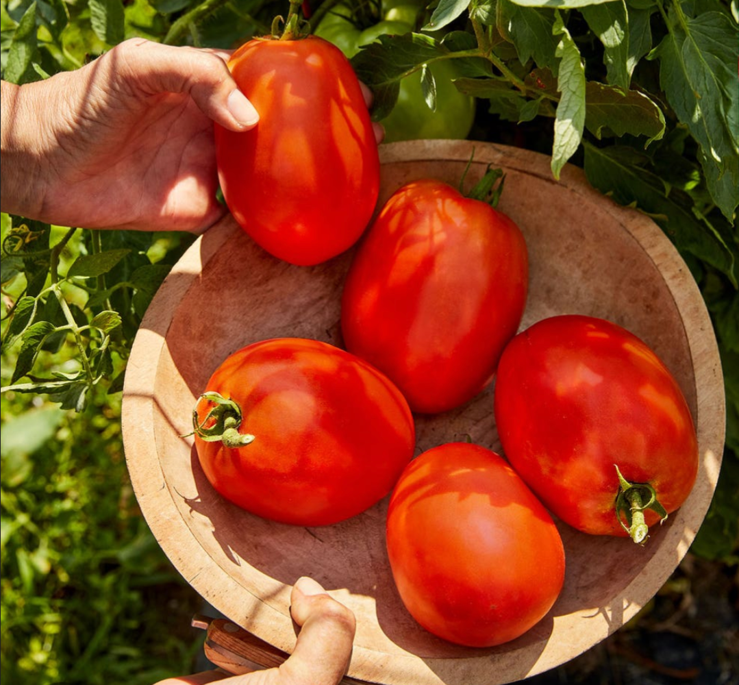 Gladiator RomaTomato Seeds - Pack of 20