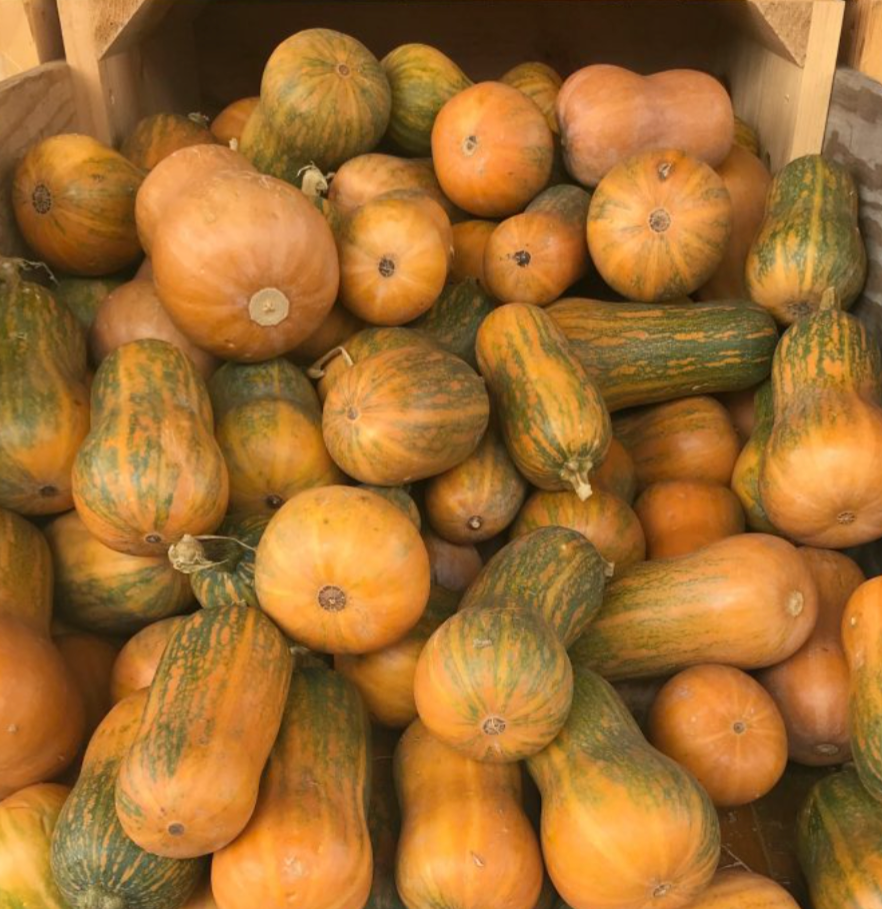 Honeynut Squash Seeds - Pack of 20