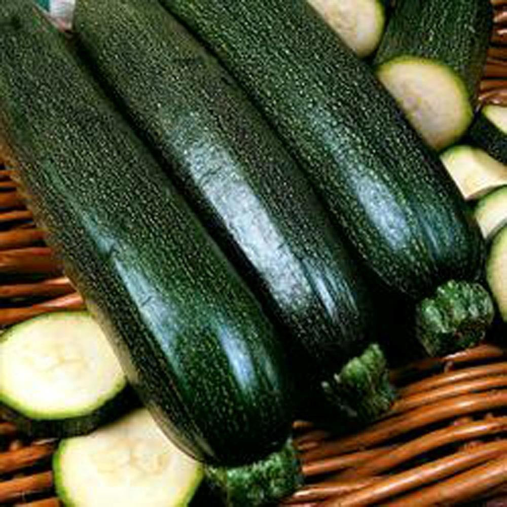 Dark Green Zucchini Summer Squash Seeds - Pack of 20