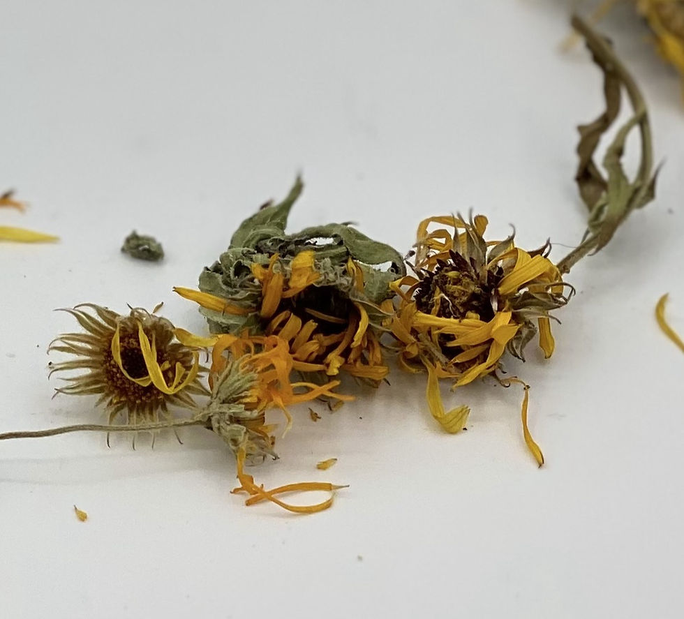Thumbnail: Herbal Magic for Eczema Organic Calendula Balm